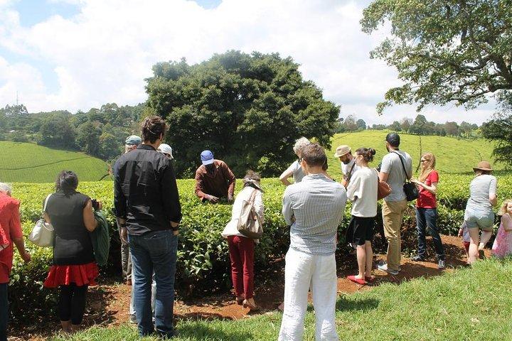 Private Day Trip to Kiambethu Tea Farm in Limuru from Nairobi