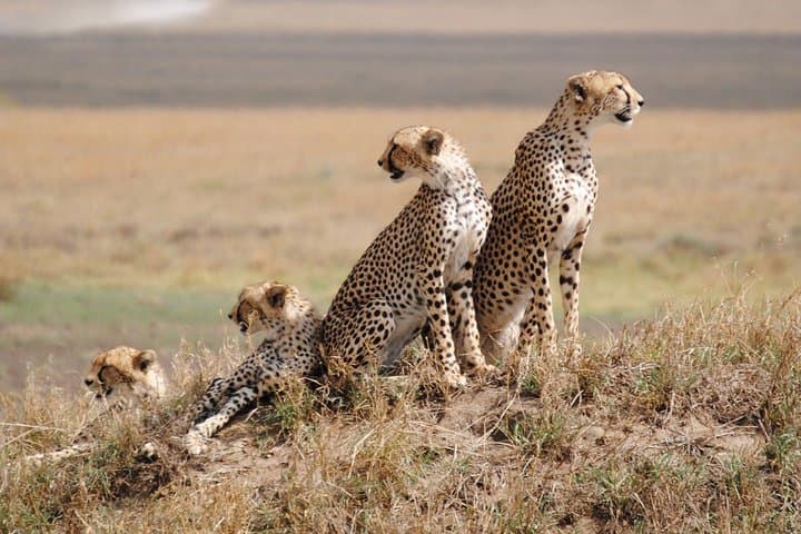 8 Days Kenya and Tanzania Private Lodging Safari from Nairobi