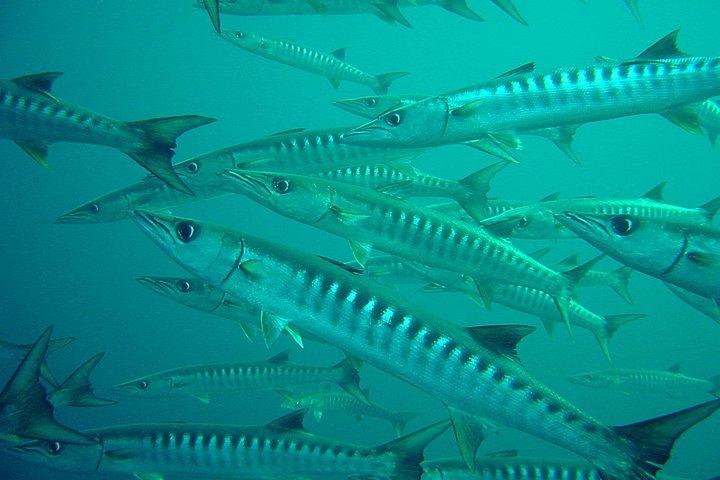 Dive Trip to Phi Phi from Phuket for certified divers