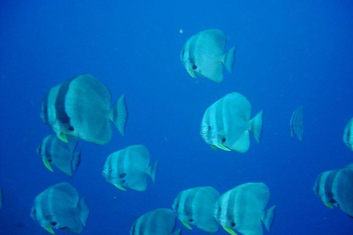 Racha Yai Dive Trip from Phuket