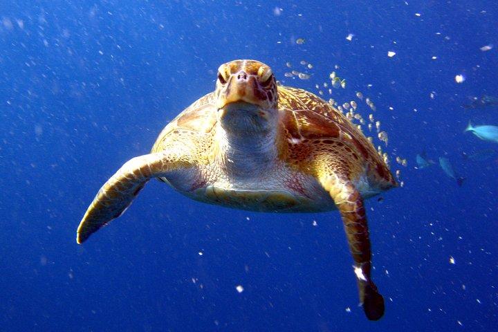 Full-Day Similans Scuba Diving from Phuket