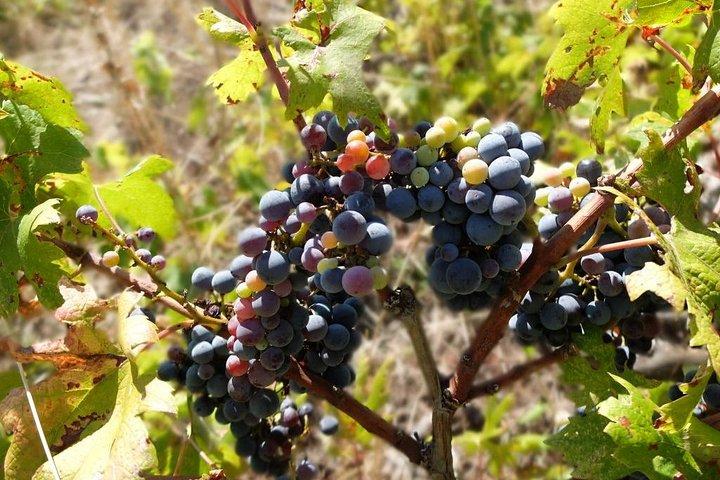 Wine Lover's Tour of Peljesac Peninsula
