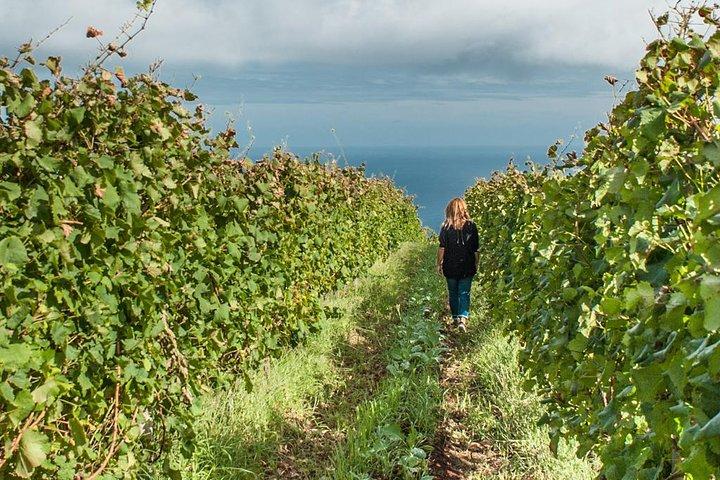 Full-Day Madeira Wine Tasting Tour with Lunch