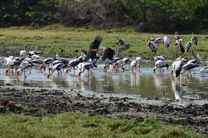 Wild Wonders and Hidden Temples from Galle (2 Days)