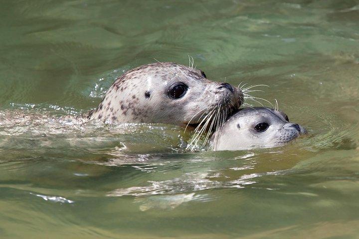 Snorkel, Kayak, and Seal Adventure: Vancouver Boat Tour