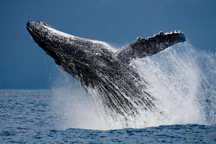 Humpback Whale Watching Tour in Cabo San Lucas