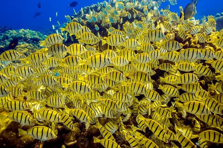 Scuba Diving