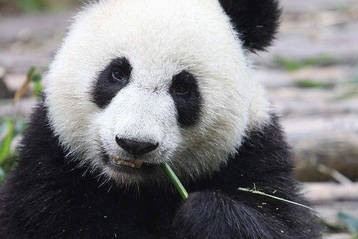 1-Day Chengdu Panda Base and Leshan Giant Buddha GROUP Tour