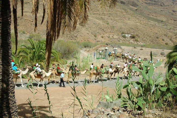 Camel Ride in Fataga with Tapas and drinks