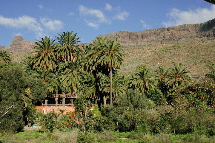 Camel Ride in Fataga with Tapas and drinks