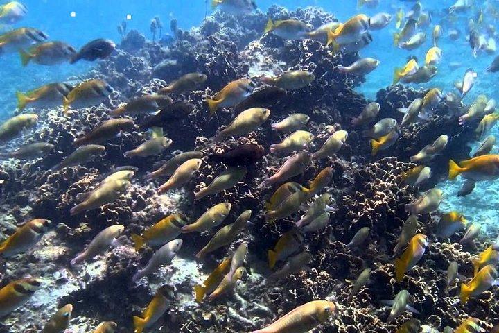 Ang Thong National Marine Park Tour by Speed Boat with Lunch