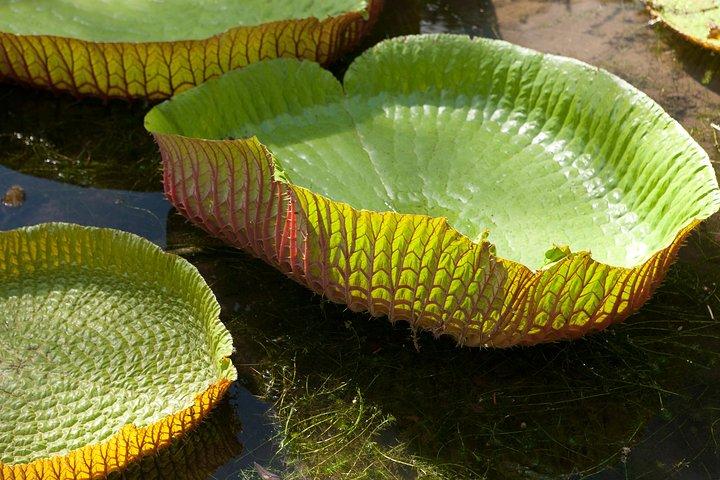 Port Louis and Pamplemousses Garden - A full day trip