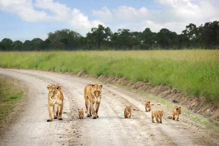 Early Morning Group Joining Game Drive In Nairobi National Park