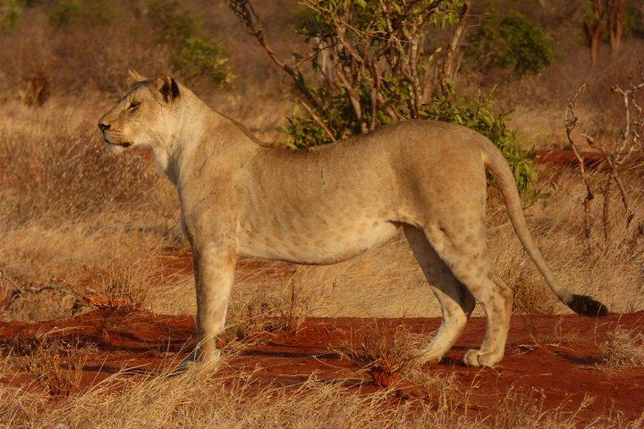 Tsavo National Park Small group Day trip