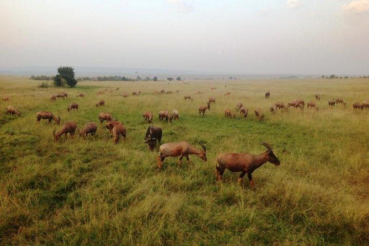 Nairobi park, steamark birds, Girraffe center & bomas