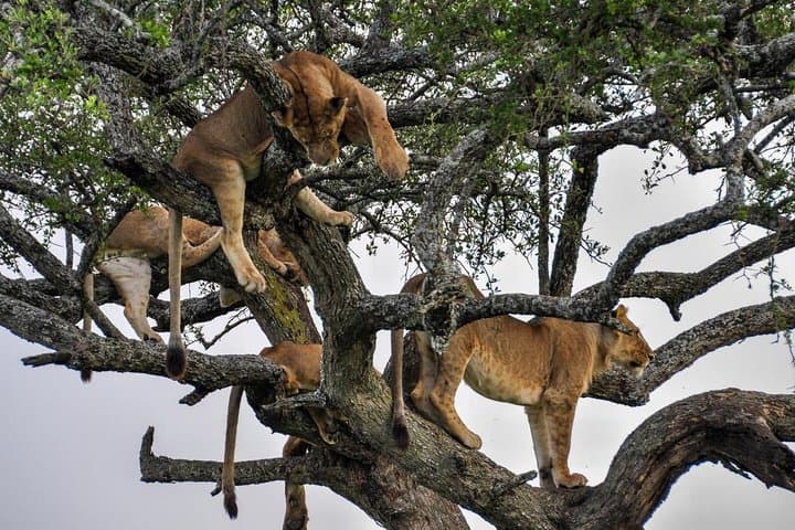 12-Days Best of Kenya and Tanzania Wildlife Private Safari