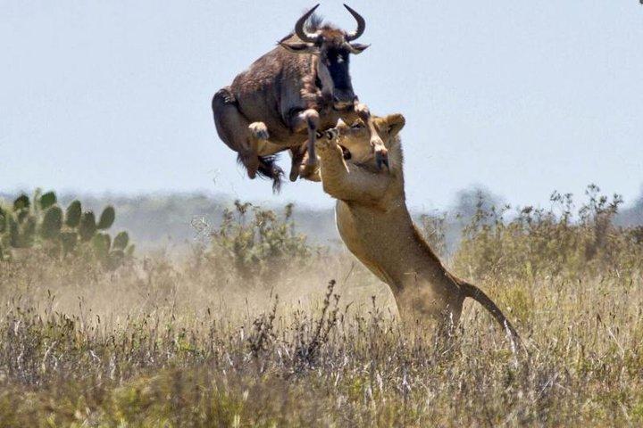 8-Days Best of Kenya Wildlife Private Safari