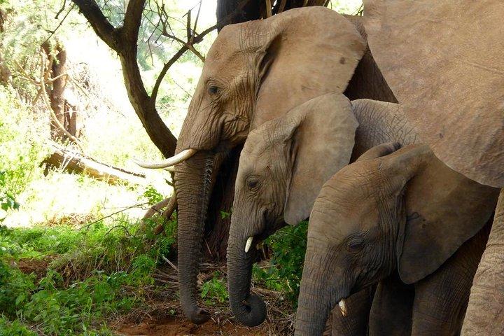 10-Days Explore Kenya Wildlife Private Safari