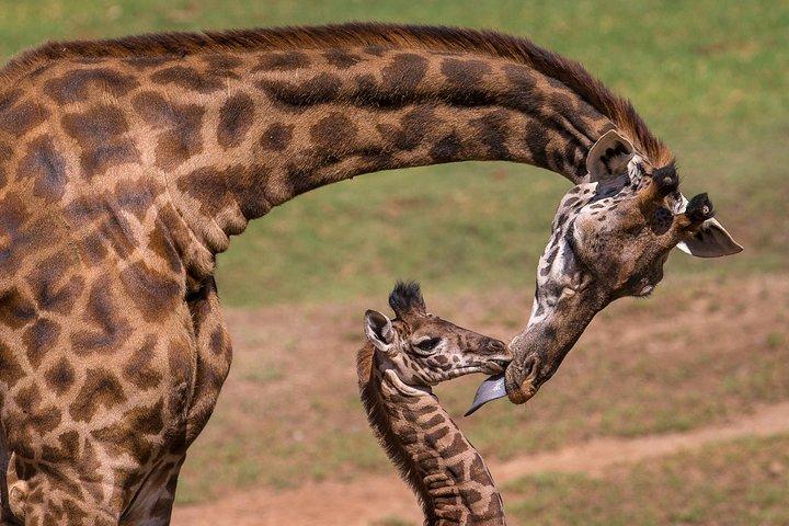 Giraffe Center Half-Day Trip from Nairobi