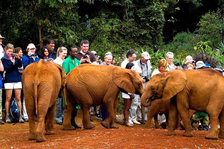 Giraffe Center, Elephant Orphanage and Kobe Beads Guided Tour