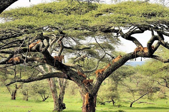 8day Best of Tanzania Wildlife Lodge Safari