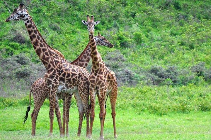 Arusha National Park Guided Day Tour From Arusha