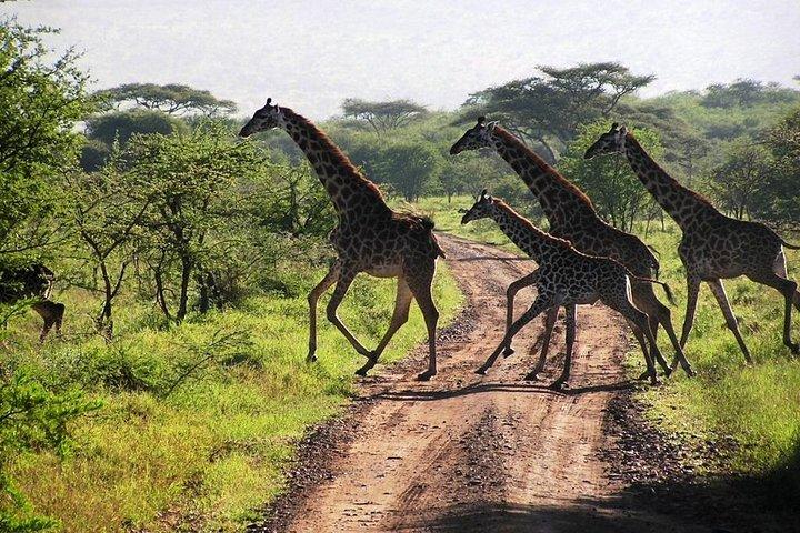 Arusha National Park Guided Day Tour From Arusha