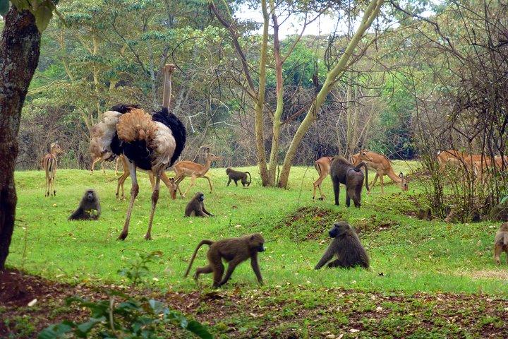 Nairobi Animal Orphanage, Safari Walk & Bomas Cultural Dance Show