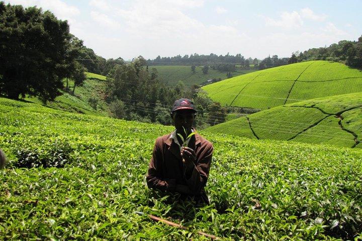 Nairobi Day Tour to Kiambethu Tea Farm & Lunch