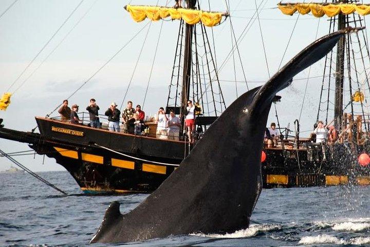 Whale-Watching Pirate Ship Cruise in Los Cabos