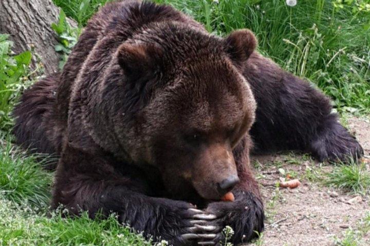 Brasov: Bear Sanctuary, Bran Castle & Rasnov Fortress GUIDED Tour