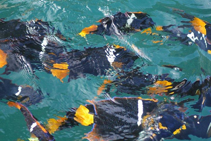 Small Group Snorkeling in Los Arcos, Puerto Vallarta
