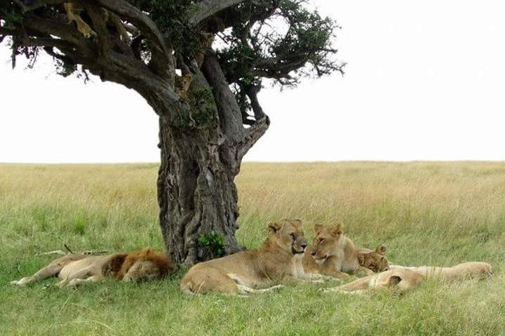 6-Day Masai Mara, Nakuru & Amboseli Camping Safari from Nairobi