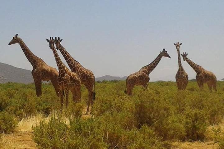 5-Day Masai Mara, Lake Nakuru & Naivasha Budget Camping Safari