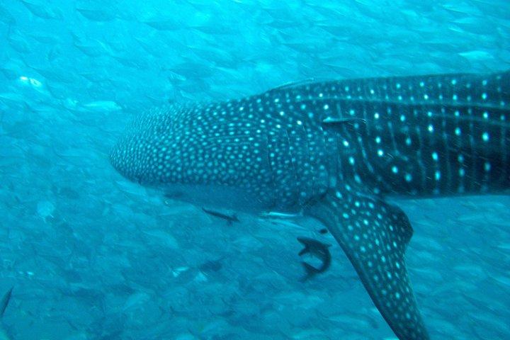 Diving Tour for Certified Divers: Sail Rock or Koh Tao