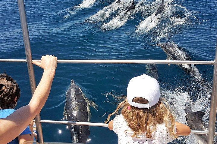 From Lagos: Family way - Dolphin Watching Cruise on a Catamaran