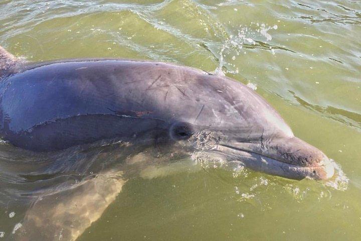 Hilton Head Dolphin Watching Cruise with Fireworks Display