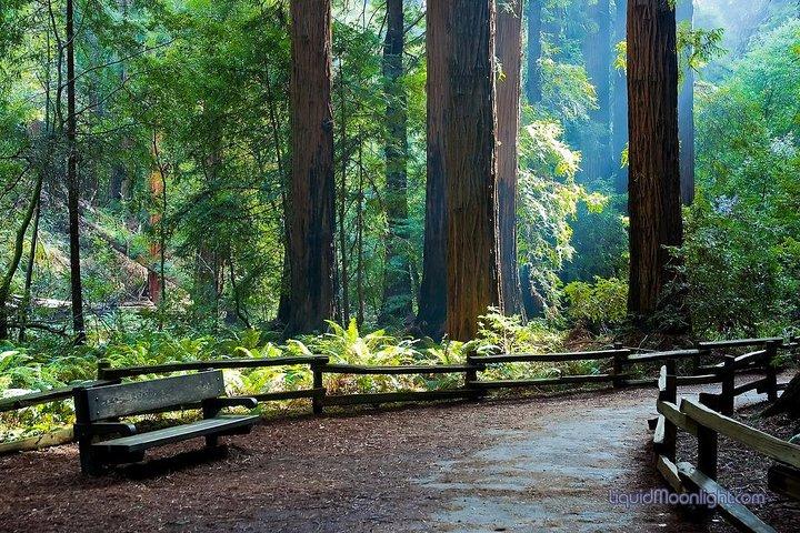 San Francisco Excursion: Guided Tour to Muir Woods and Sausalito