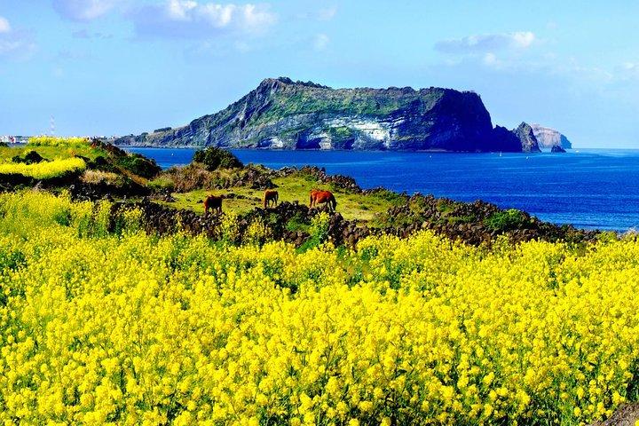 Jeju Premium Small Group UNESCO Day Tour - East Course
