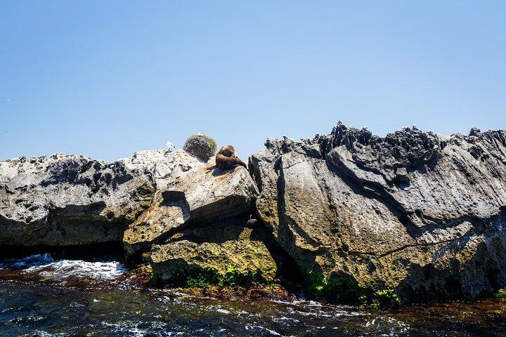 Adventure Rottnest Tour with Ferry & Adventure Cruise
