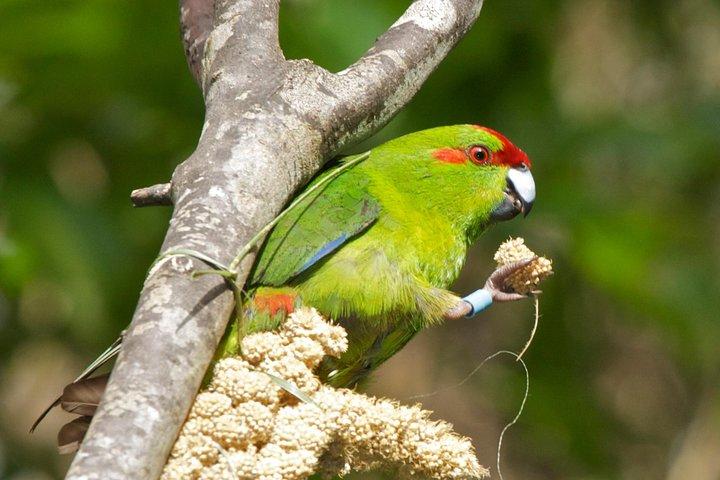 Zealandia by Day - Small Group 2-Hour Eco Wildlife Tour