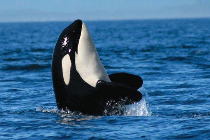 Vancouver Whale Watch Zodiac Tour with Guide