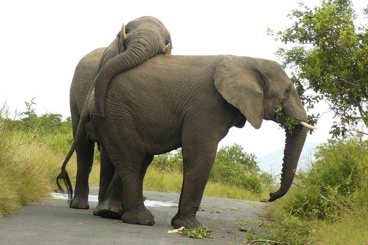 Hluhluwe Imfolozi Big 5 Safari from Durban
