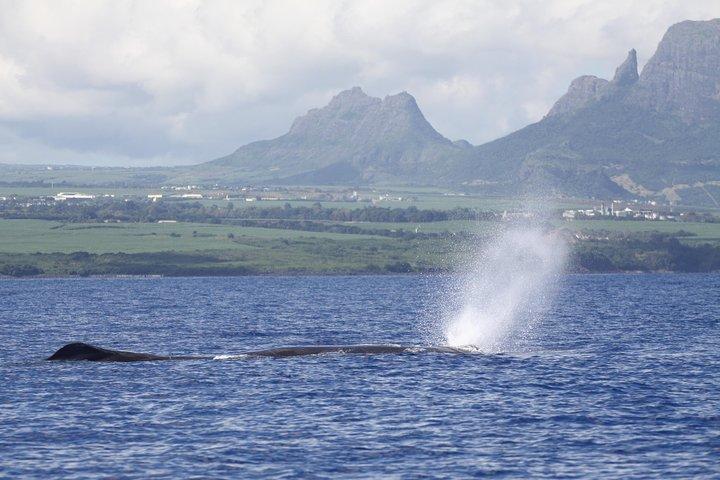 Whale and Dolphin Watching Private Boat Tour from Mauritius