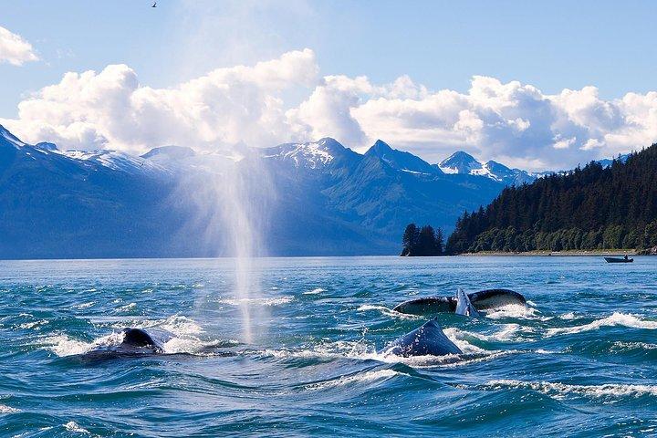 Juneau Whale Watching Adventure