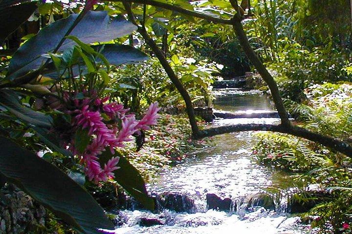 Private Combo Tour From Ocho Rios To Blue Hole and Konoko Falls