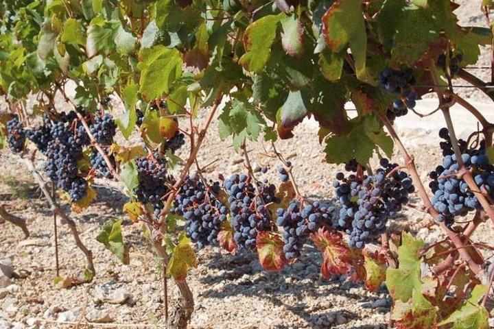 Peljesac Peninsula Day Trip from Dubrovnik: Wine Tasting and Ston Village Tour