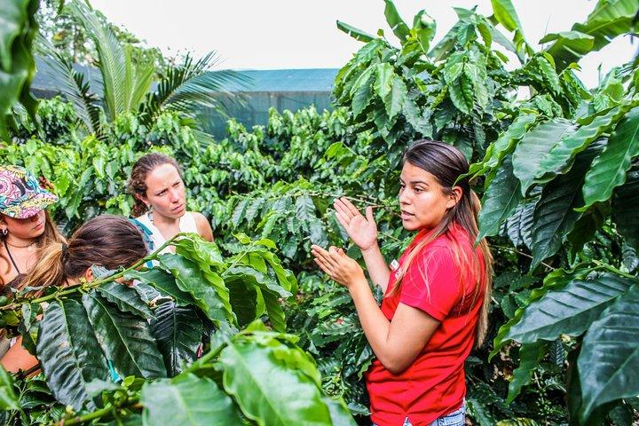 Coffee and Chocolate Tour in La Fortuna