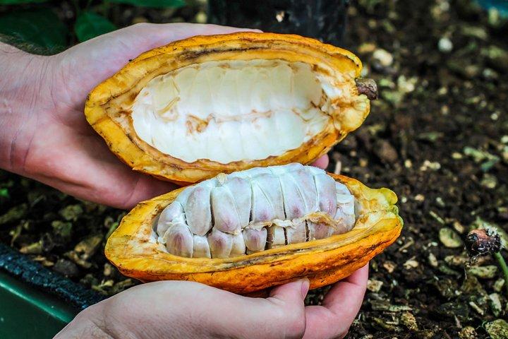 Coffee and Chocolate Tour in La Fortuna