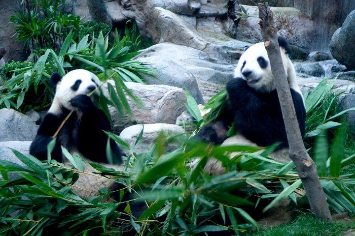 One Day Panda Keeper Volunteer in Dujiangyan